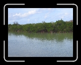 Tortola 155 * mangroves * 2592 x 1944 * (2.31MB)